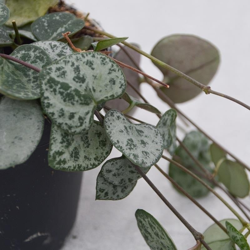 Ceropegia woodii – 8cm