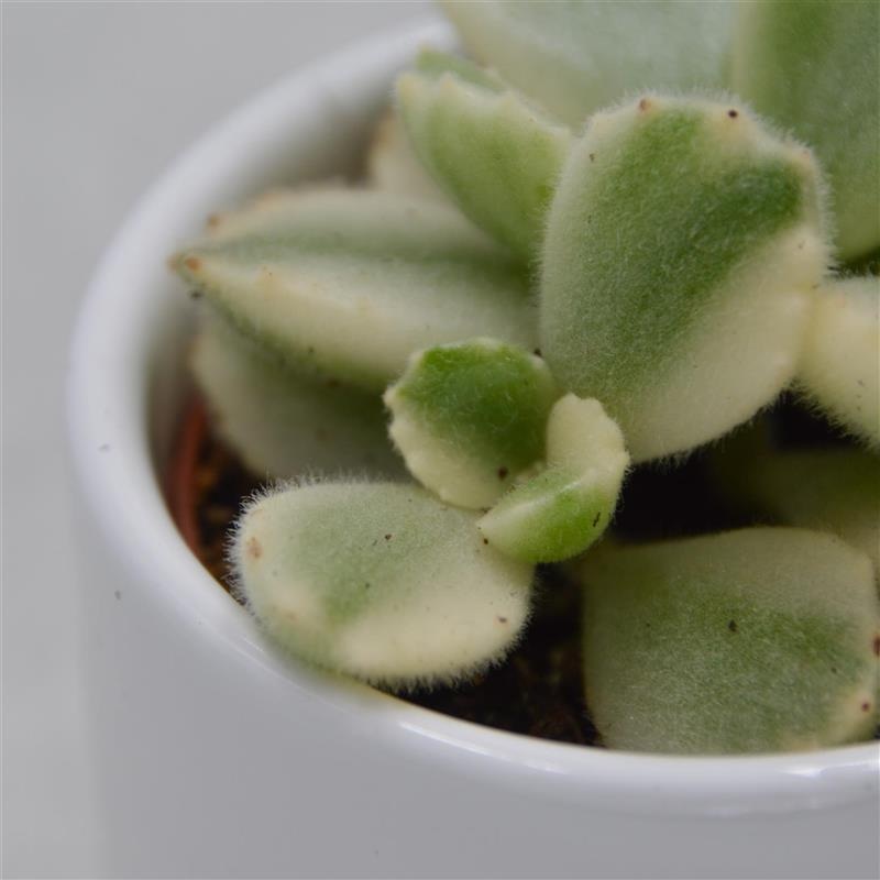 Cotyledon tomentosa Variegata – 5,5cm