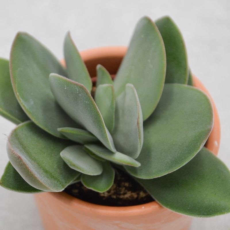 Crassula cotyledonis – 6cm