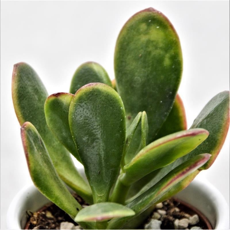 Crassula ovata Hummels Sunset – 6cm