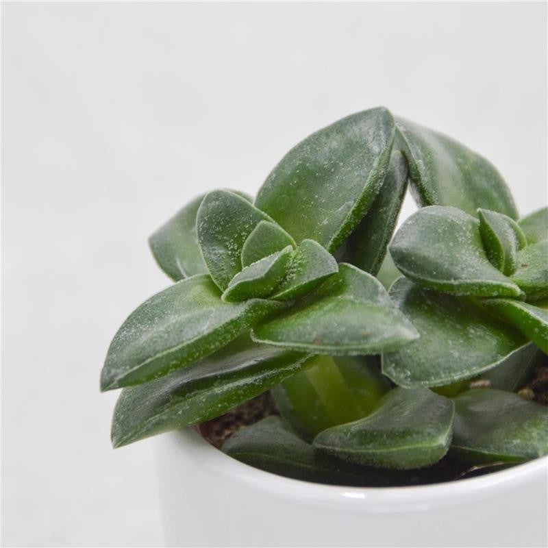 Crassula Springtime – 6cm