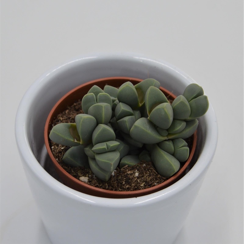 Delosperma lehmannii – 5.5cm