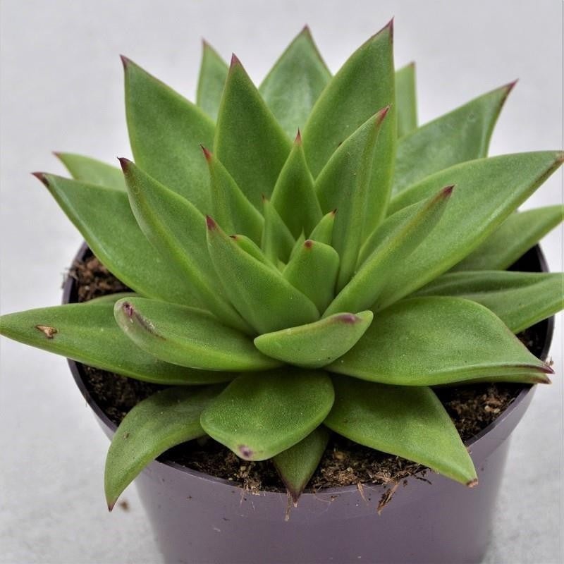 Echeveria agavoides Lipstick – 10,5cm