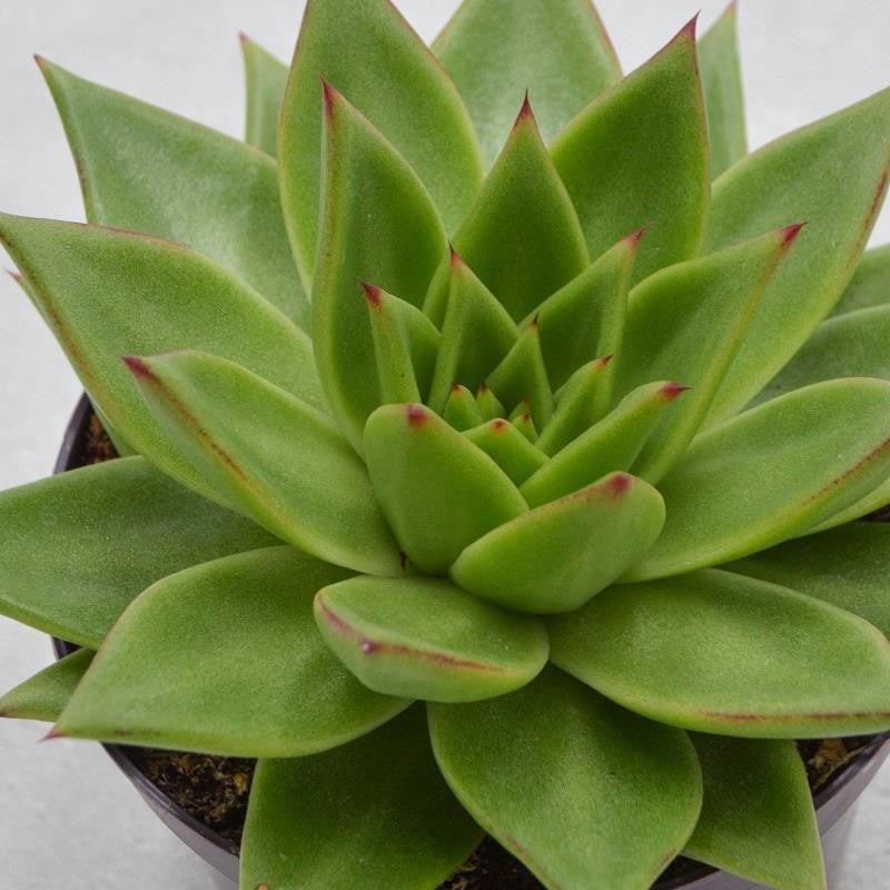 Echeveria agavoides Lipstick – 17cm
