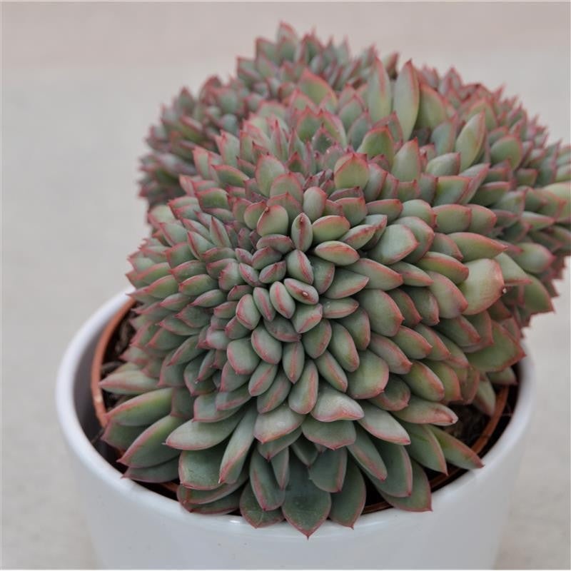 Echeveria Apus f. cristata – 10.5cm