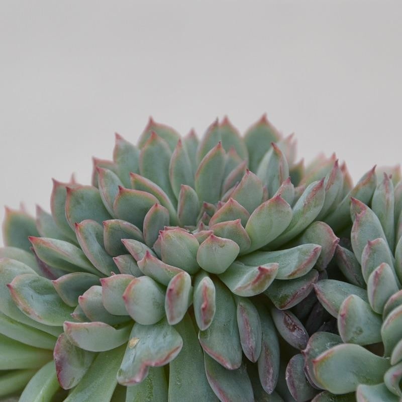 Echeveria Apus f. cristata – 8,5cm
