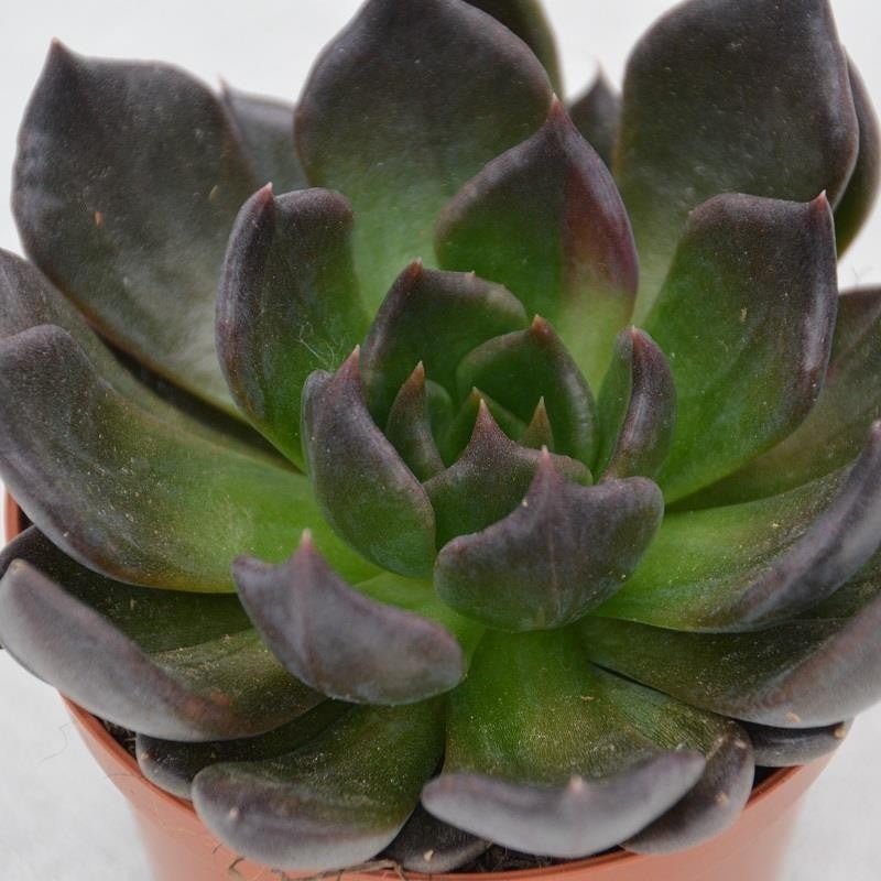 Echeveria Black Prince – 8,5cm