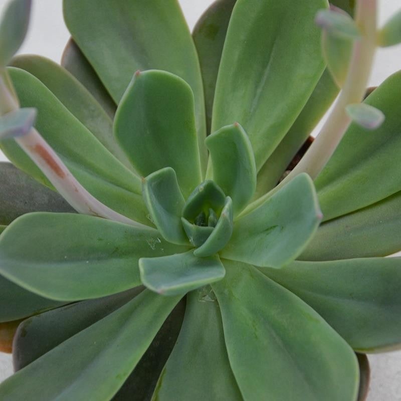 Echeveria Blue Prince – 10.5cm