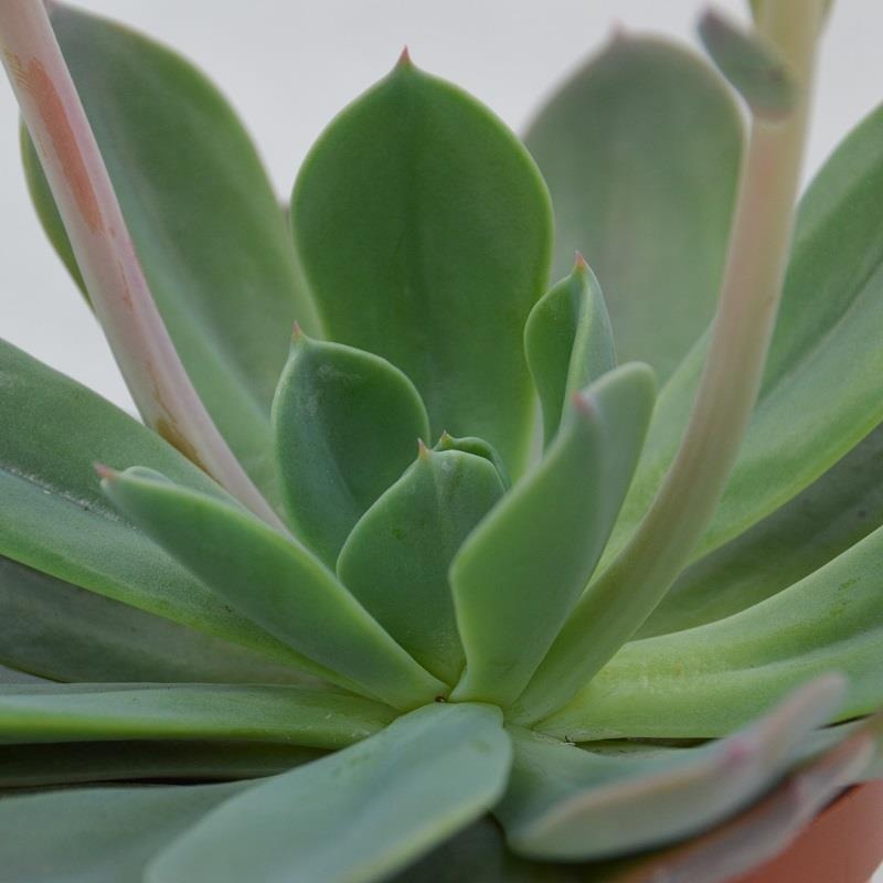 Echeveria Blue Prince – 8,5cm
