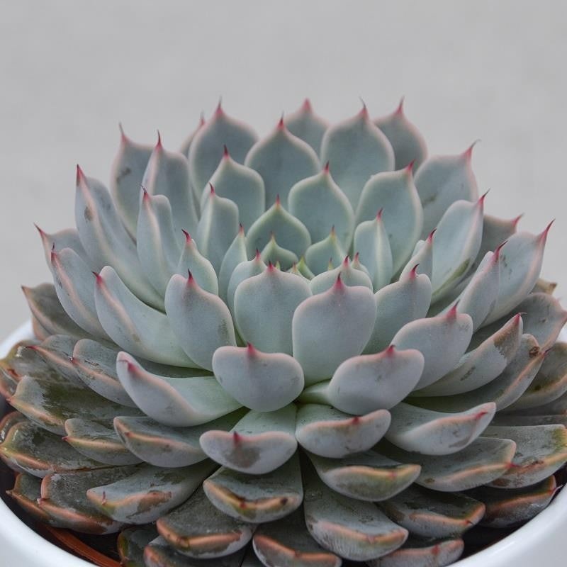 Echeveria cuspidata var. gemmula – 10.5cm