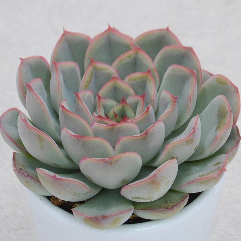 Echeveria Hercules – 5,5cm