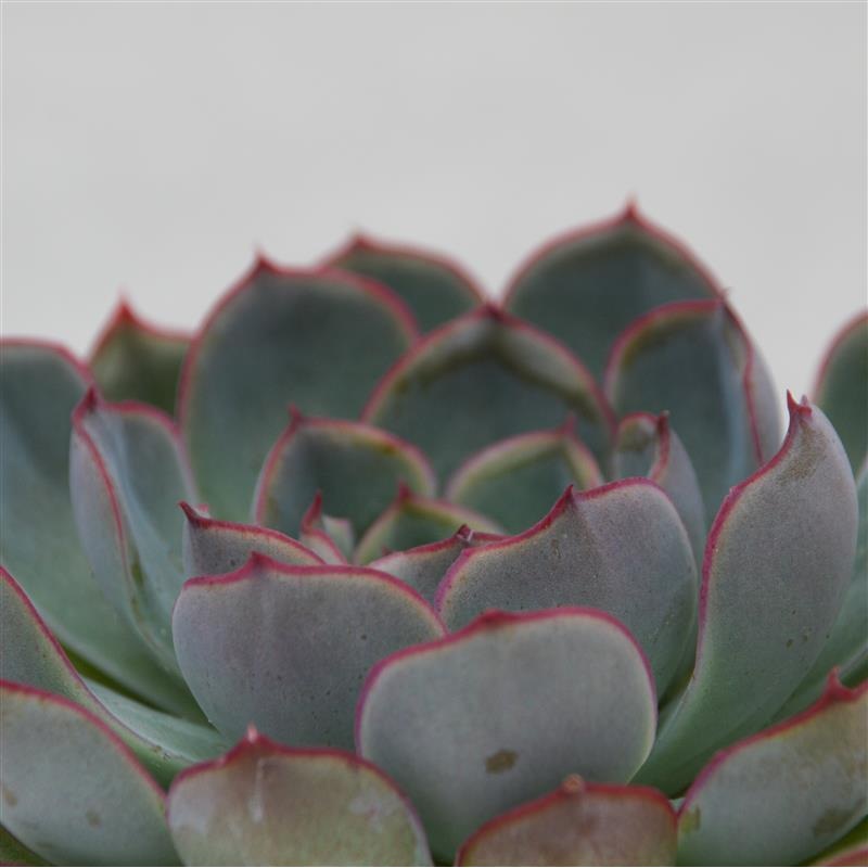 Echeveria Hercules – 8,5cm