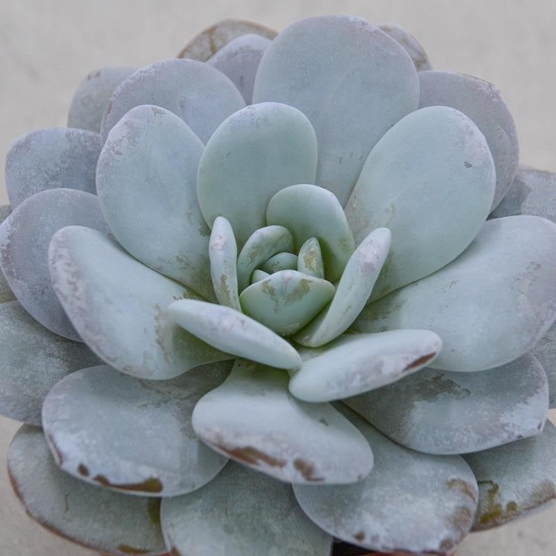 Echeveria laui – 10,5cm