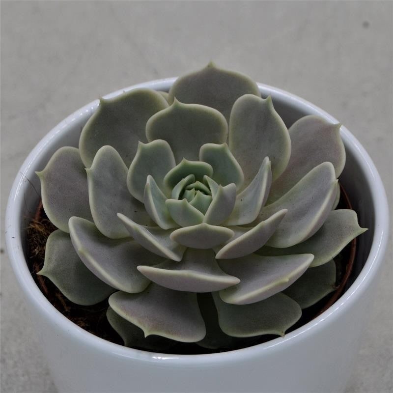 Echeveria Lola – 10,5cm