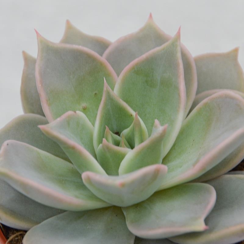 Echeveria Madiba – 8,5cm