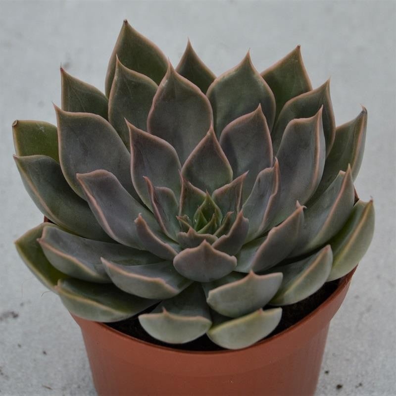 Echeveria Mensa – 9cm
