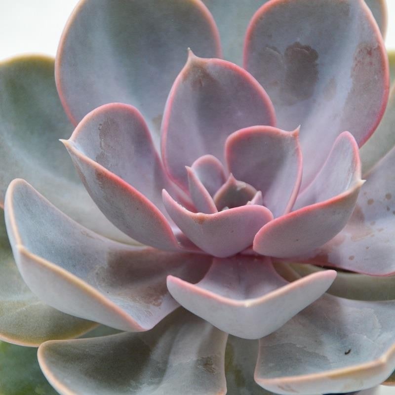 Echeveria Perle von Nrnberg – 9cm