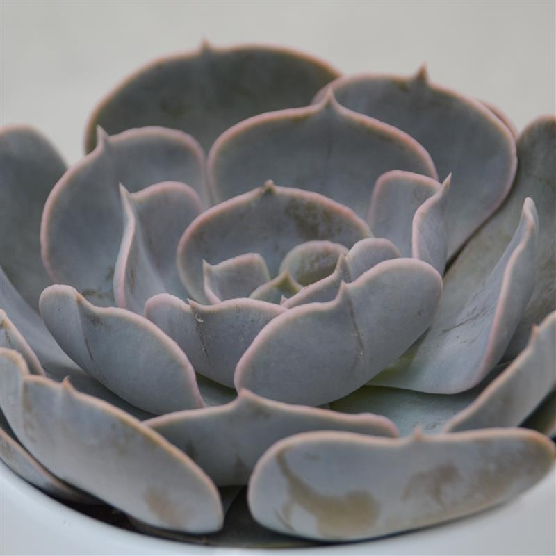Echeveria Pollux – 10.5cm