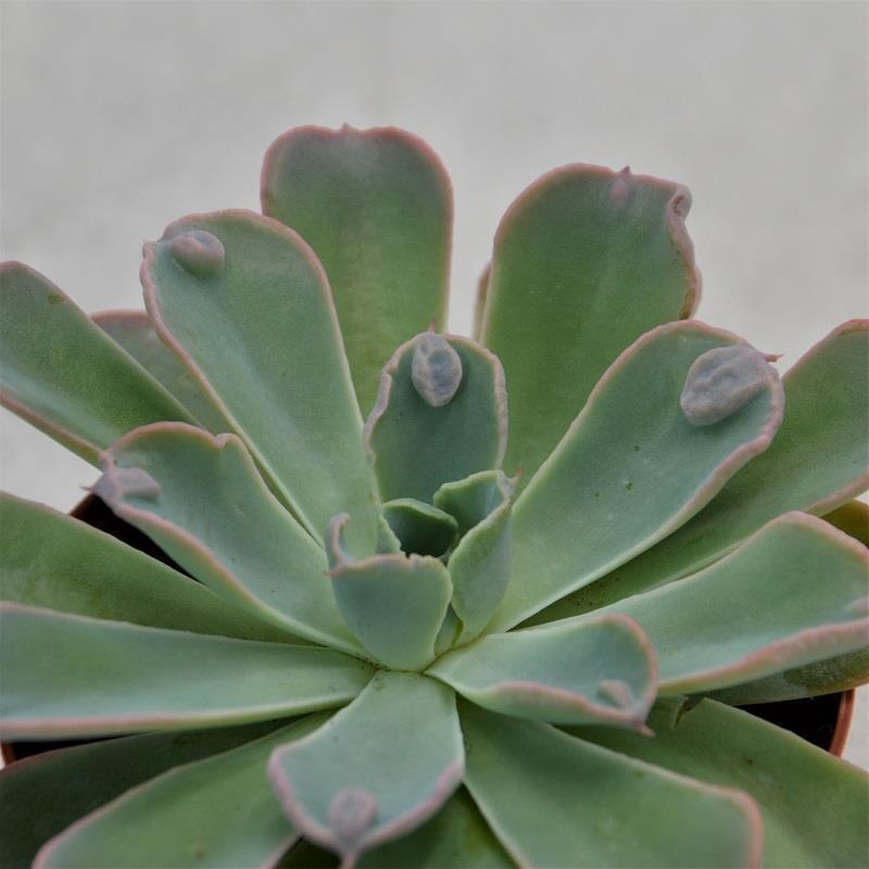 Echeveria Raindrop – 9cm
