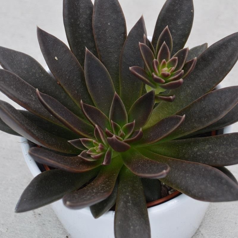 Echeveria Serrana – 10.5cm