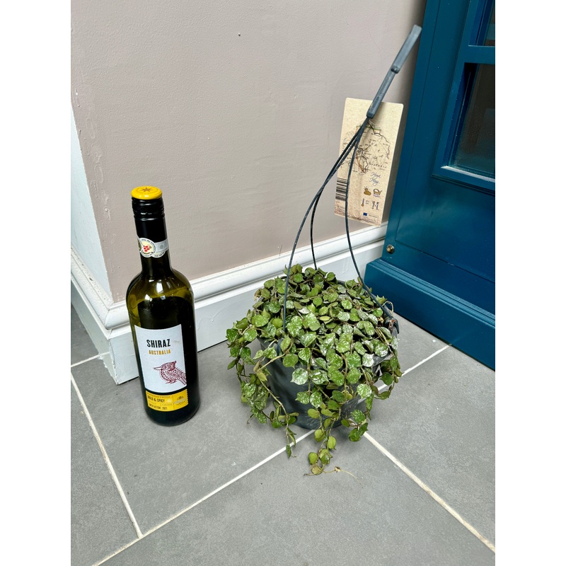 Hanging Hoya