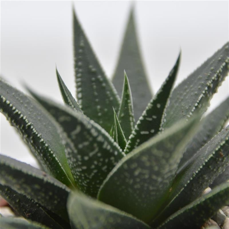 Haworthia Banded Pearls – 6cm
