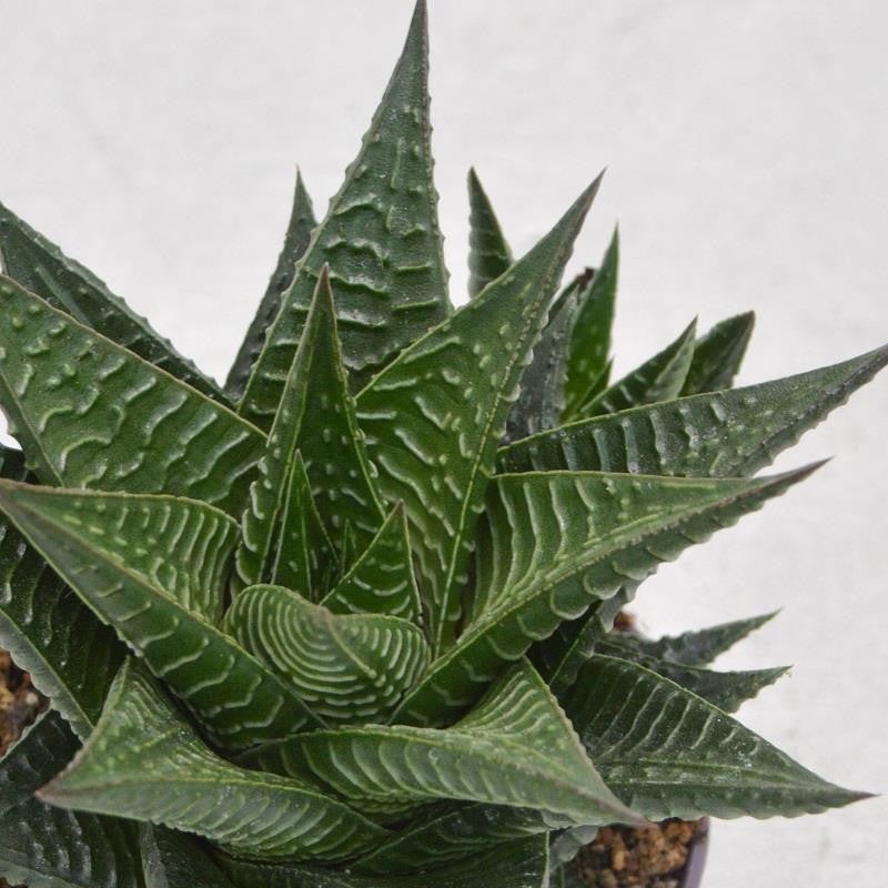 Haworthia limifolia – 8,5cm