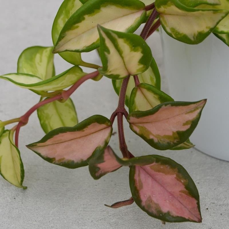 Hoya carnosa Tricolor – 12cm