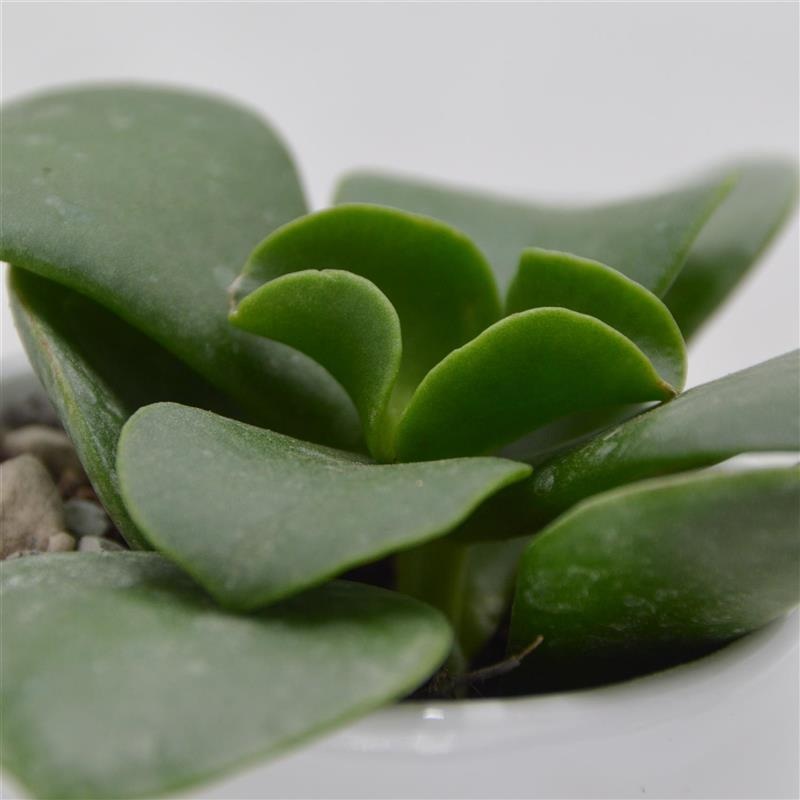 Kalanchoe beharensis Nuda – 6cm