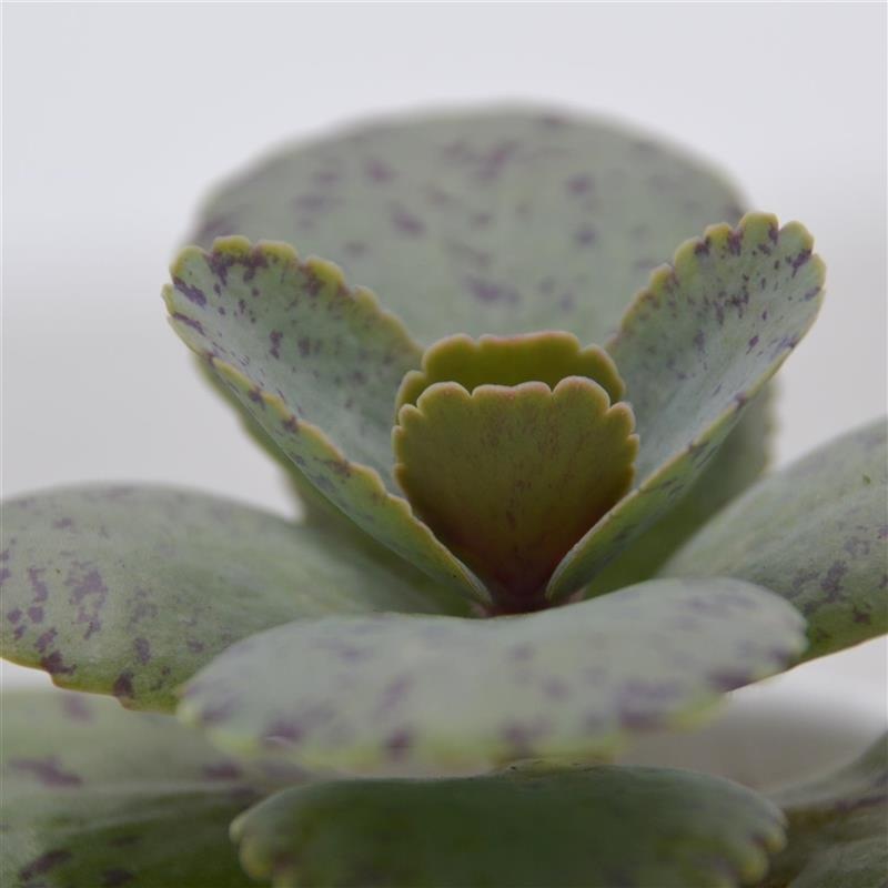 Kalanchoe marmorata – 6cm