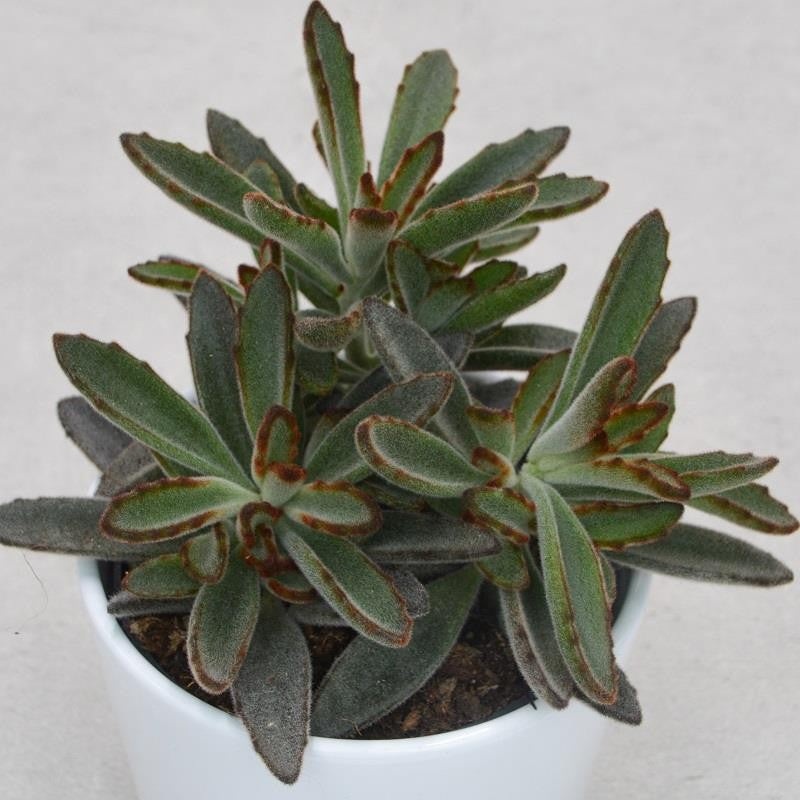 Kalanchoe tomentosa Rubra – 10,5cm