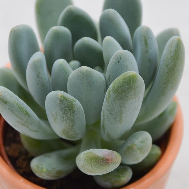 Pachyphytum clavifolia – 6cm
