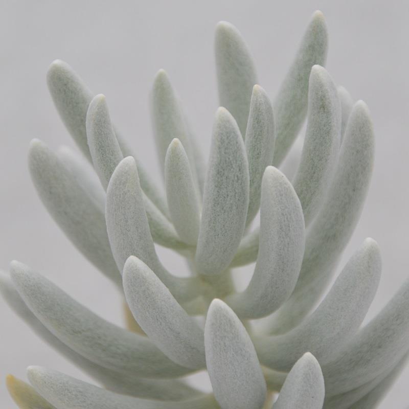 Senecio haworthii – 8,5cm