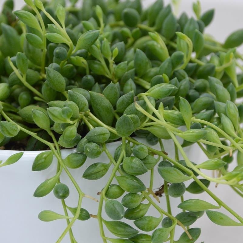 Senecio herreianus – 10.5cm