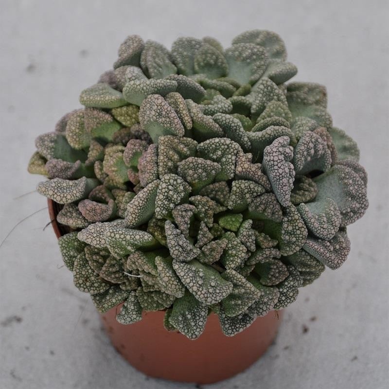 Titanopsis calcarea – 8,5cm