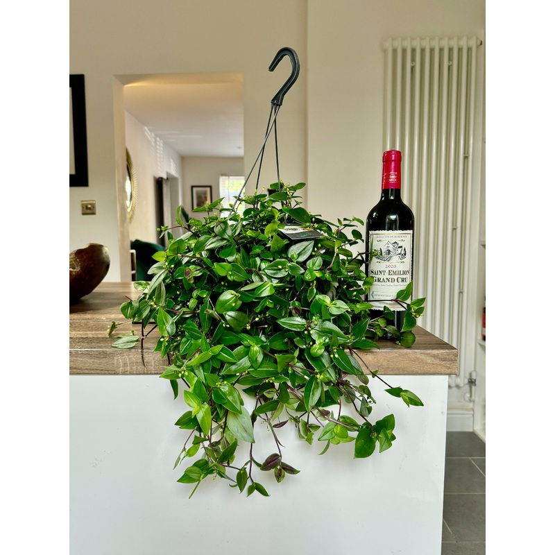 Tradescantia (Wandering Jew)