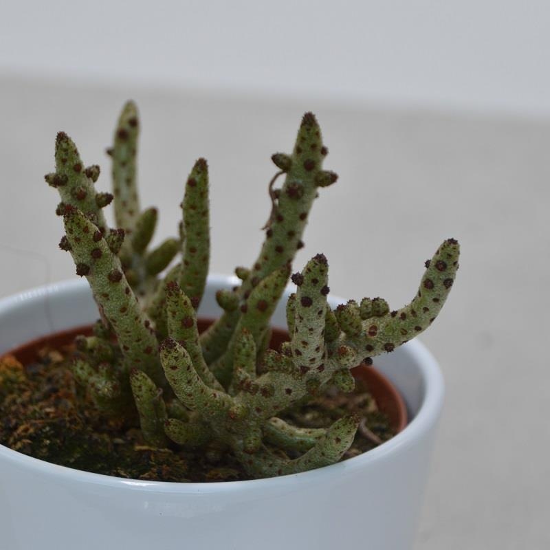 Tylecodon buchholzianus – 8,5cm