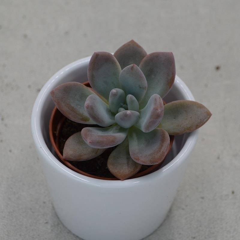 x Graptoveria Opalina – 5,5cm