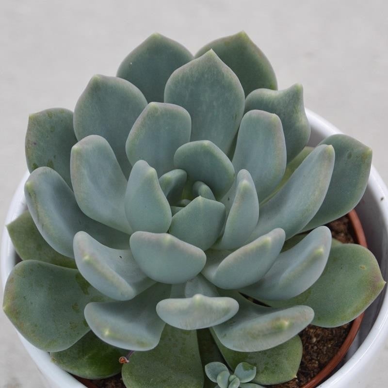 x Pachyveria Corvus – 10.5cm