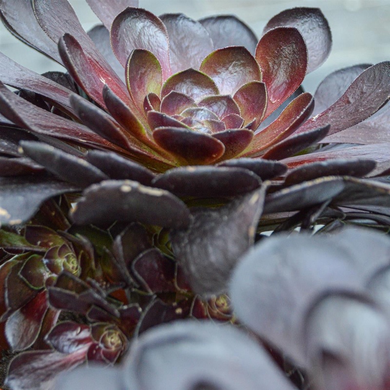 x Semponium Destiny – 17cm