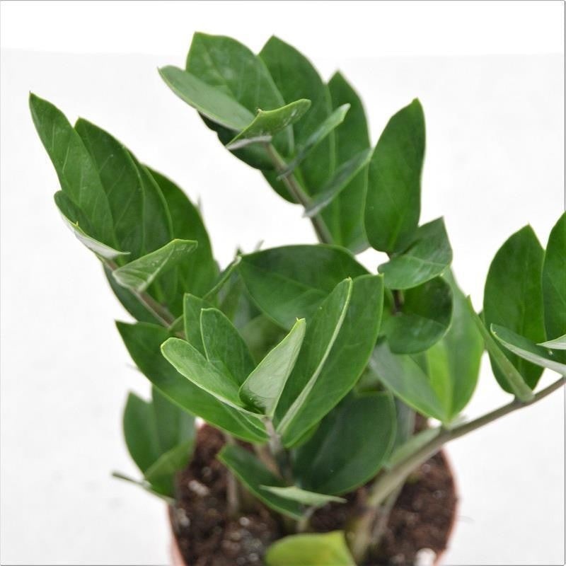 Zamioculcas zamiifolia – 12cm
