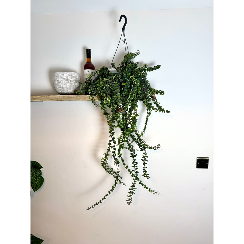 100cm Aeschynanthus Twister (Lipstick Plant)
