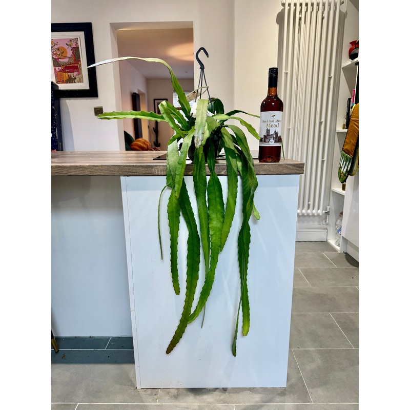 100cm Epiphyllum Ackermanii