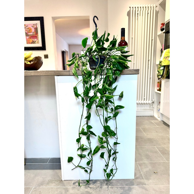 100cm Epipremnum Shangri La Devils Ivy