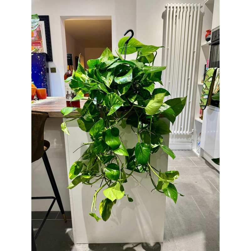 100cm Giant Devils Ivy