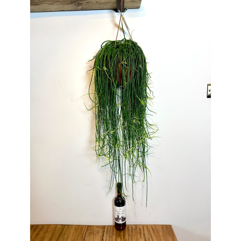 100cm Rhipsalis Floccosa
