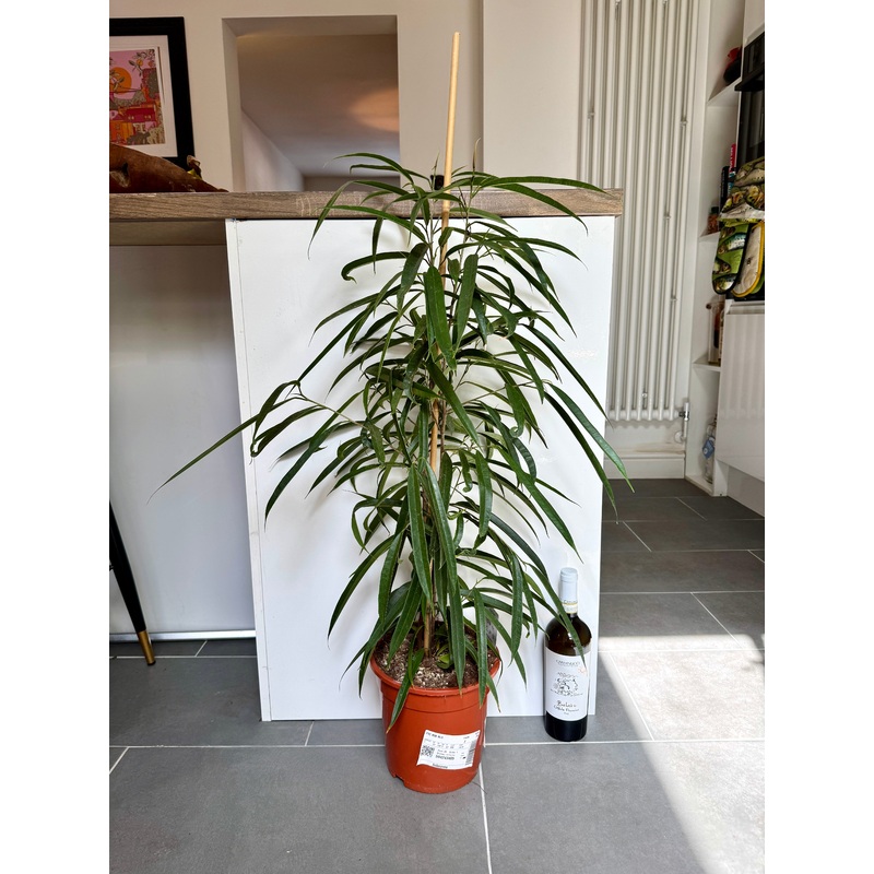 110cm Ficus Benjamina Ali