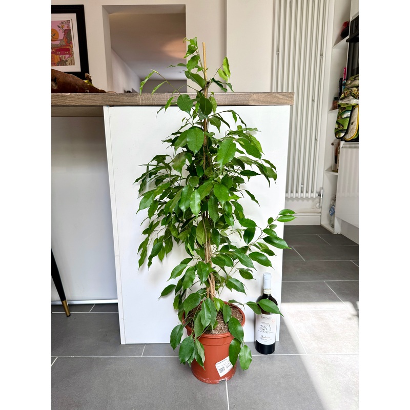 110cm Ficus Benjamina Exotica
