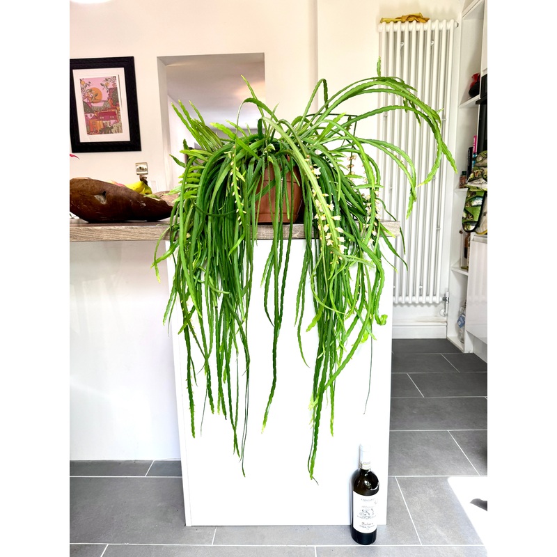 110cm Flowering Lepismium Bolivianum