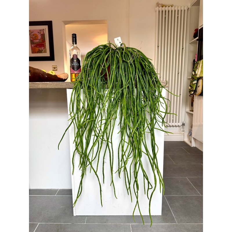 110cm Rhipsalis Werckleii (Moonlight Cactus)
